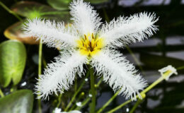 012 - kleinod im botanischen Garten